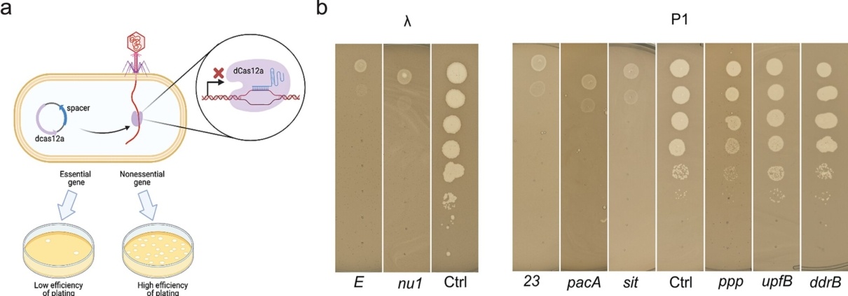 New method could unleash powerful biotechnology applications