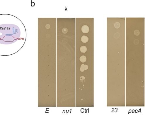 New method could unleash powerful biotechnology applications